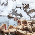 Discover the Unparalleled Experience of Snow Monkey Onsen in Japan